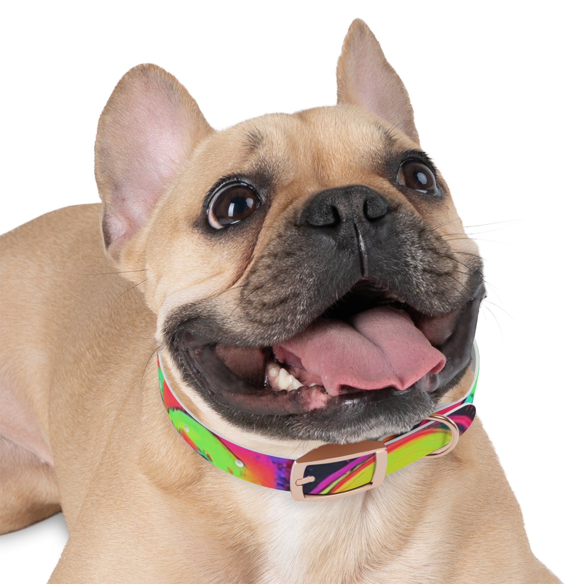 Vibrant Dog Collar, Colorful Pet Accessory for Stylish Dogs, Perfect for Dog Lovers, Gift for Pet Owners, Unique Dog Fashion