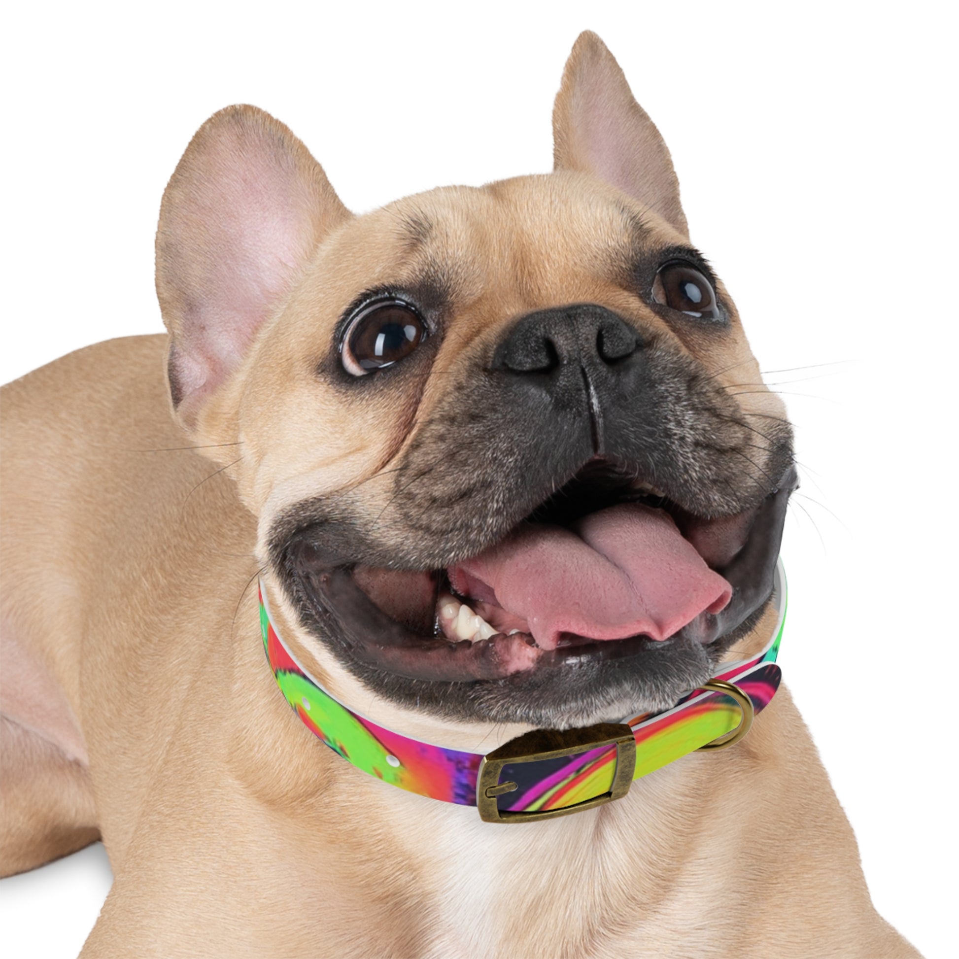 Vibrant Dog Collar, Colorful Pet Accessory for Stylish Dogs, Perfect for Dog Lovers, Gift for Pet Owners, Unique Dog Fashion