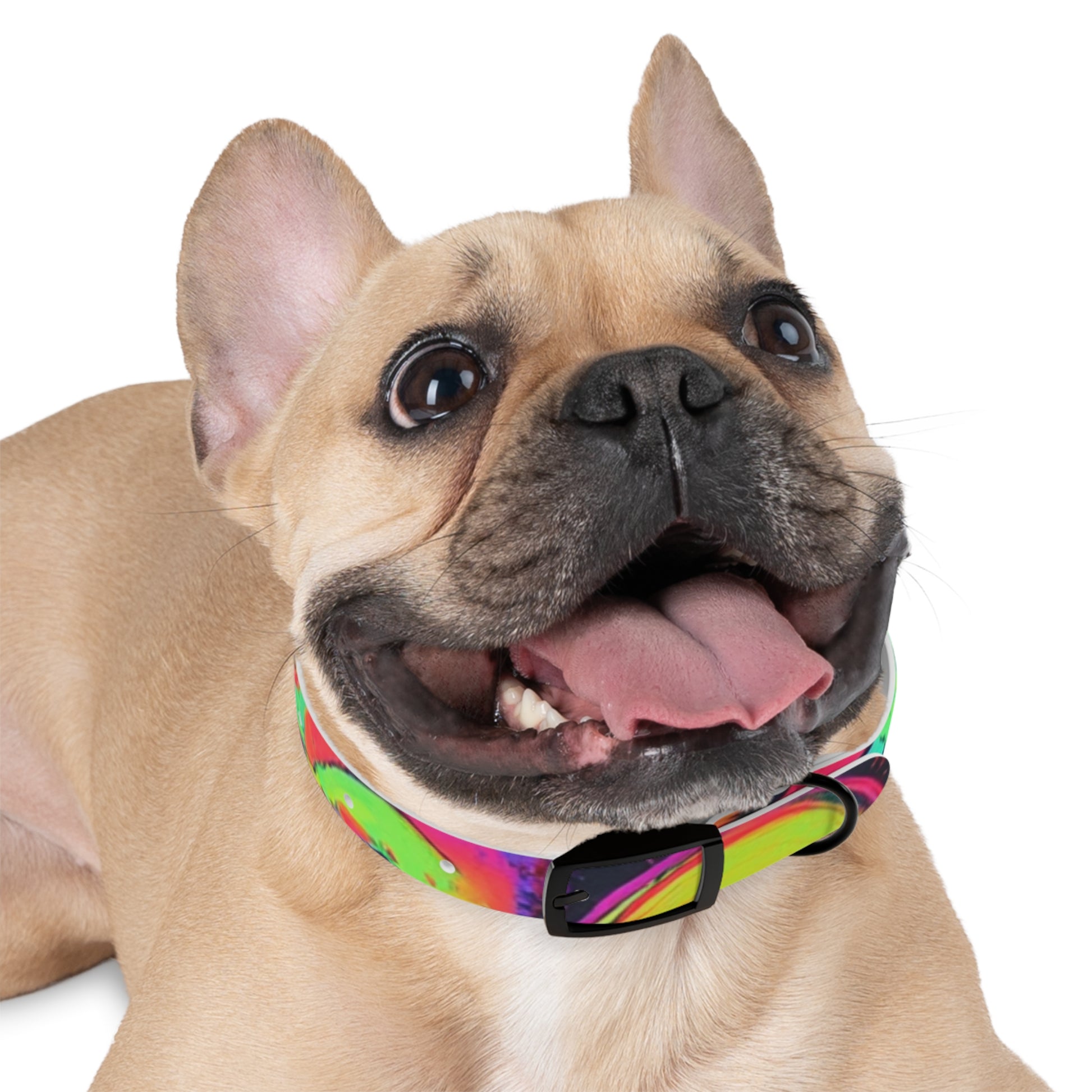 Vibrant Dog Collar, Colorful Pet Accessory for Stylish Dogs, Perfect for Dog Lovers, Gift for Pet Owners, Unique Dog Fashion