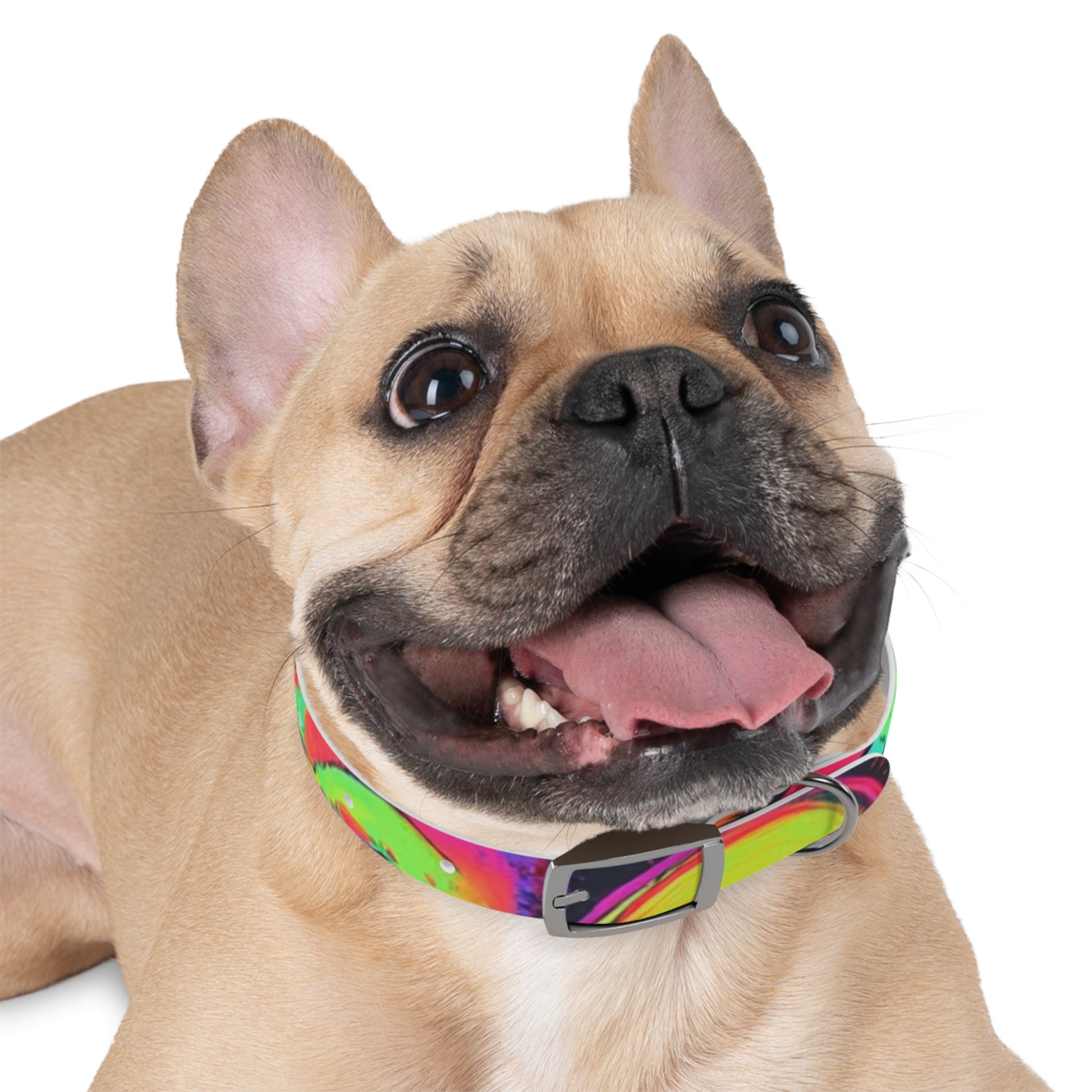 Vibrant Dog Collar, Colorful Pet Accessory for Stylish Dogs, Perfect for Dog Lovers, Gift for Pet Owners, Unique Dog Fashion