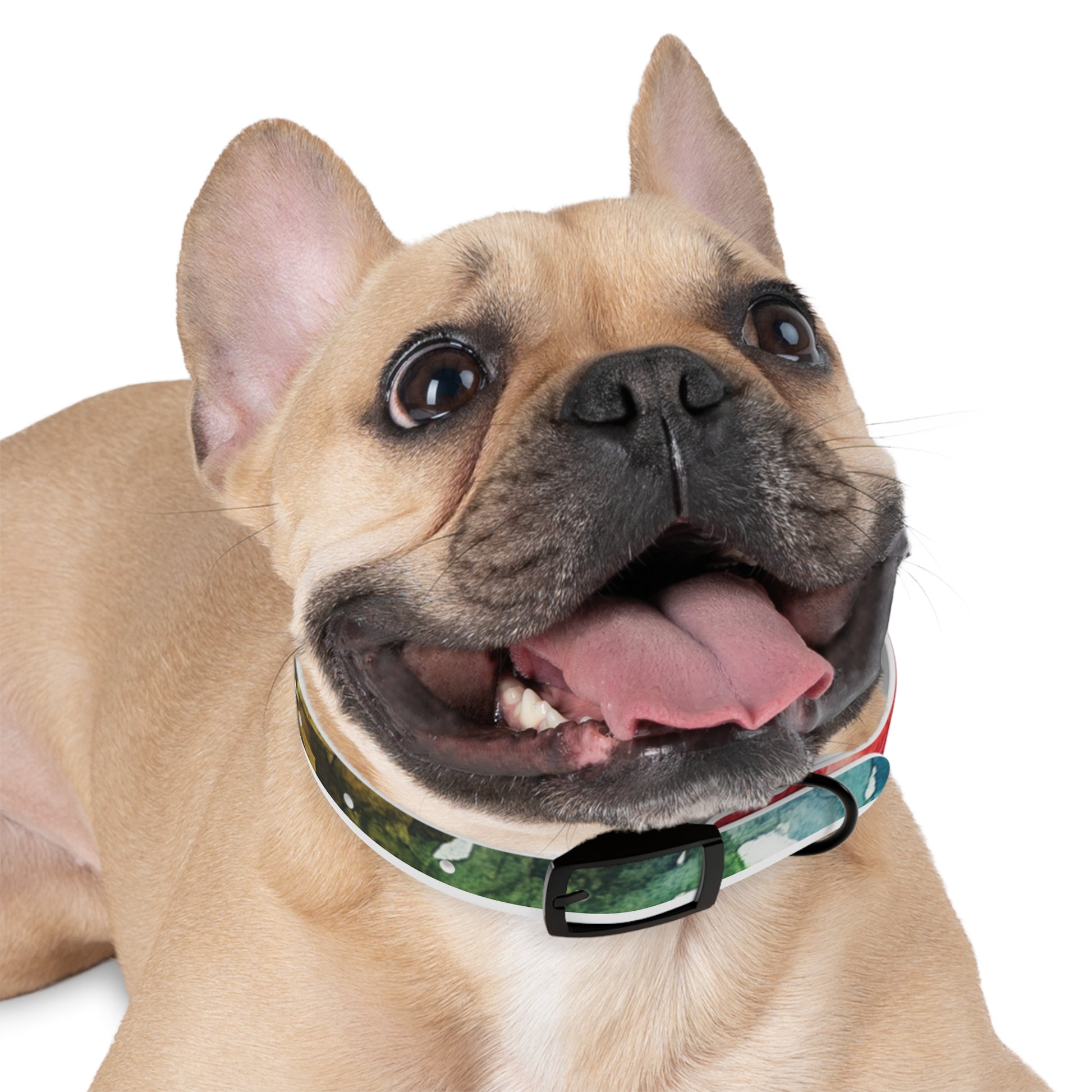 Vibrant Dog Collar for Stylish Pets, Pet Gift, Dog Fashion Accessory, Adjustable Dog Leash, Unique Pet Wear